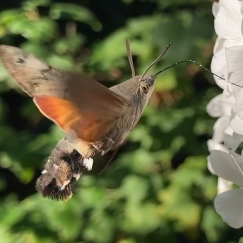 Afbeelding van Kolibrievlinder drinkt nectar | Zelf Geschoten