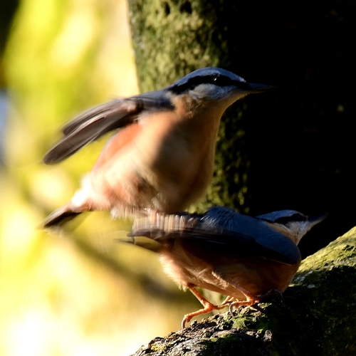 Paringsritueel boomklevers