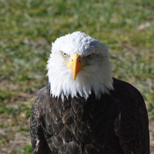 Amerikaanse zeearend is nu officieel de nationale vogel van de VS