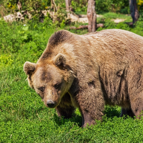 Zweden opent jacht op beren ondanks protest van dierenbescherming