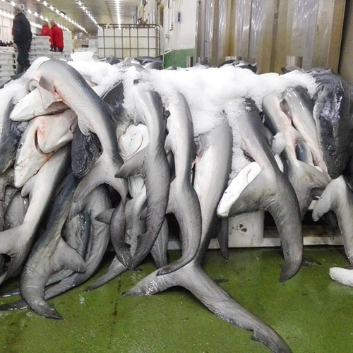 Rol EU groot in wereldwijde handel in haaien