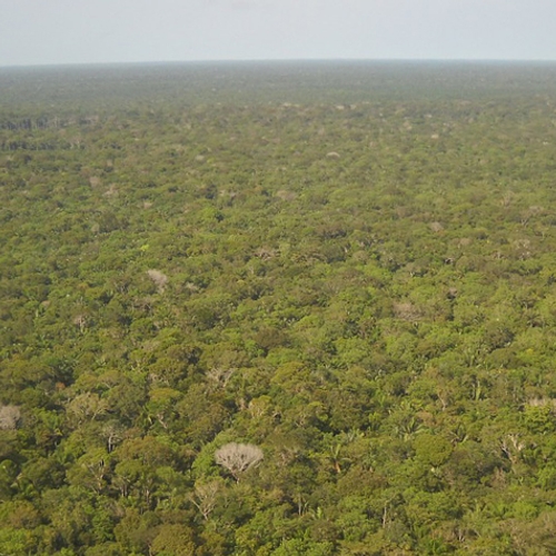 Economisch ontwikkelen van het Amazonegebied zonder de biodiversiteitverlies