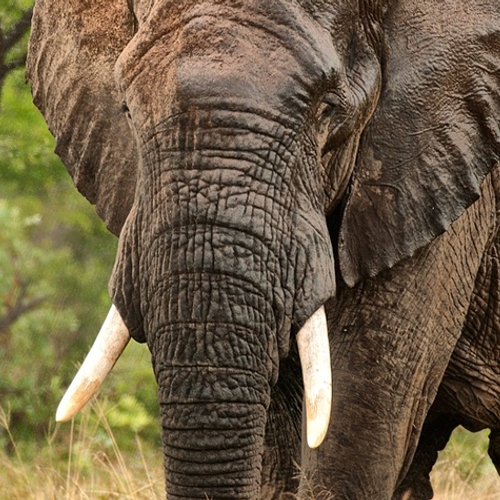 Botswana veilt vergunningen om 83 olifanten af te schieten
