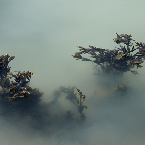 Oesterbank Schiermonnikoog trekt nieuw leven aan