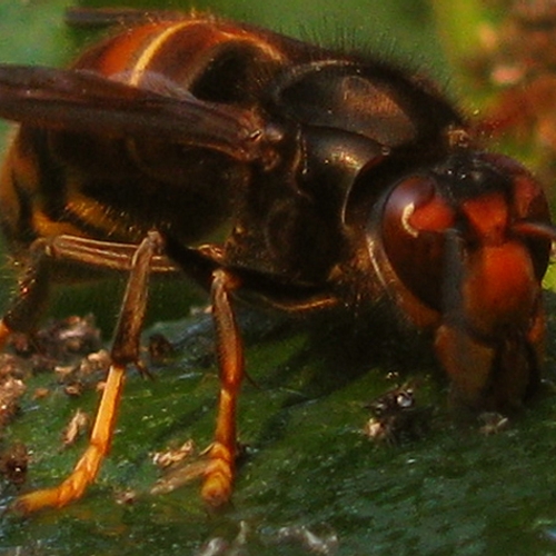 Nesten van de Aziatische hoornaar vaker gevonden