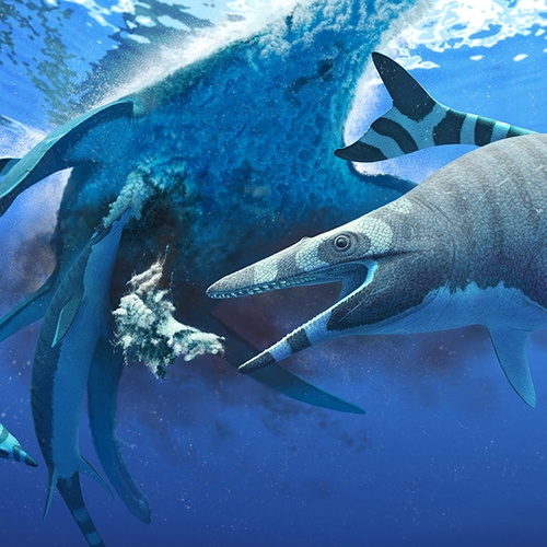 Zeehagedis uit het dinosaurustijdperk lijkt op 'zwemmend decoupeerzaagje'