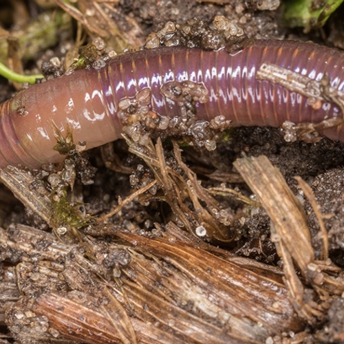 Bekende tunnelgraver: de regenworm