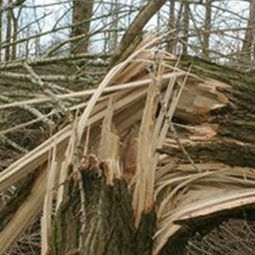 Storm Corrie: schade en vertraging door omgevallen bomen
