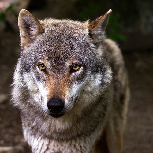 Zeeland subsidieert bescherming tegen wolvenaanvallen