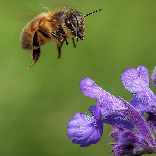Bijenoorlog, miniatuurBiesbosch en alle overige onderwerpen