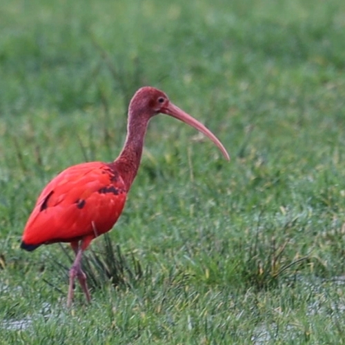 Rode ibis gespot! | Zelf Geschoten