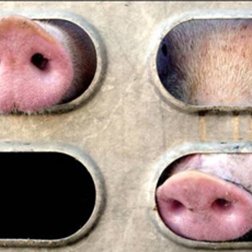 Afbeelding van Beelden van oververhitte varkens in vrachtwagens