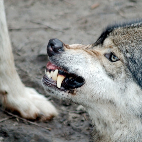 Dierenorganisaties 'vrezen' voor leven dominante wolvinnen in DierenPark Amersfoort