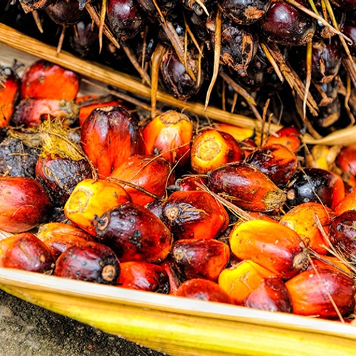 Biobrandstof uit palmolie slechter voor klimaat dan diesel