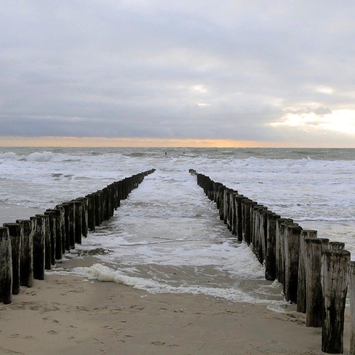 Spitssnuitdolfijn gespot voor Nederlandse kust