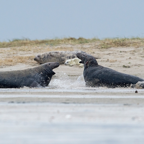 Afbeelding van Zeehondencentrum: laat jonge zeehonden met rust
