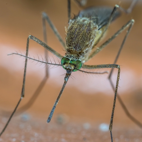 Minder muggen en wespen deze zomer