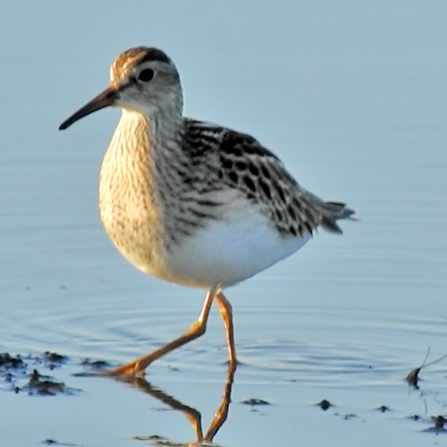 Gestreepte strandloper uit Siberië | Zelf Geschoten