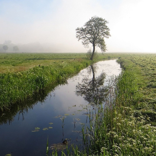 Afbeelding van Ruim 2 miljoen uit naar vergroening Fries landschap