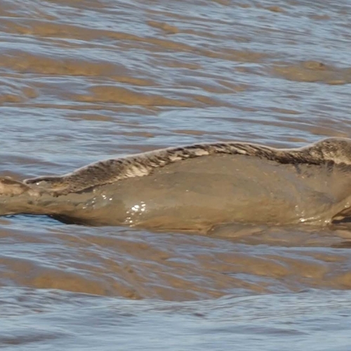 Zeehond gaat van glijbaan | Winnaar Zelf Geschoten