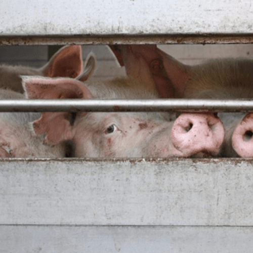 Afbeelding van Forse toename verre varkenstransporten ondanks wensen kabinet