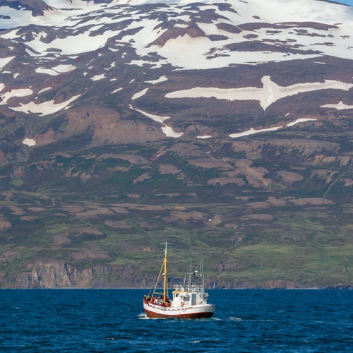 IJsland kondigt einde walvisjacht aan