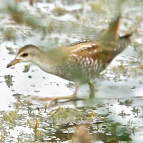 Zeldzaam klein waterhoen gespot | Zelf Geschoten