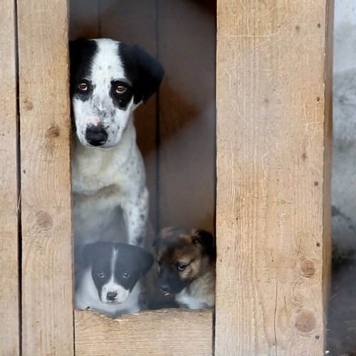 Afbeelding van Nederlander betrapt in Duitsland op smokkelen van puppy's