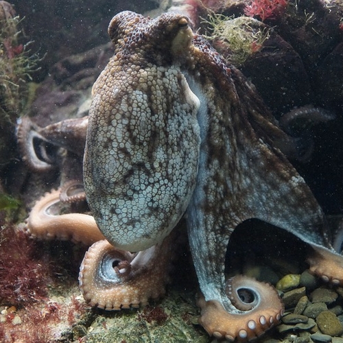Nieuw rapport op Wereld Octopus Dag tegen de octopuskweek