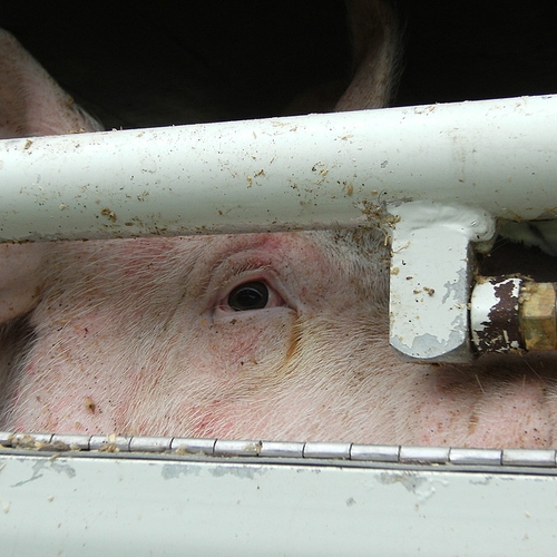 NVWA gaat ingrijpen bij illegaal mengen varkens in slachthuizen