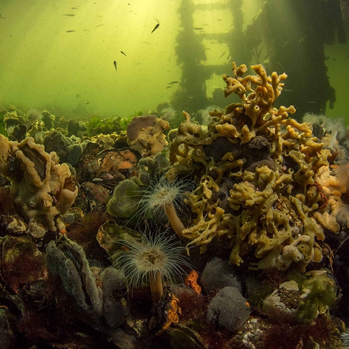 Wereldprimeur: Tiny Sea Forest
