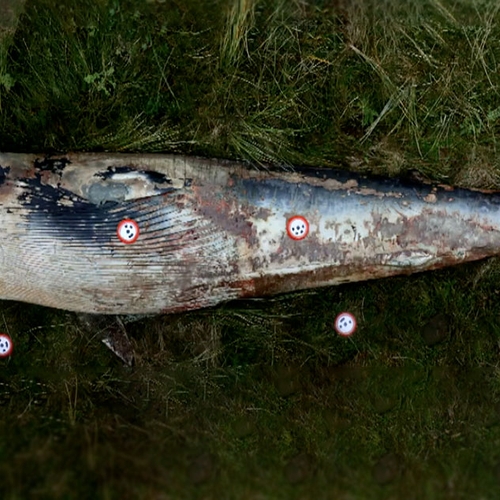 Aangespoelde dwergvinvis op Rottumerplaat