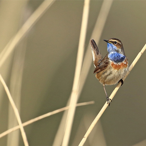 Afbeelding van Blauwborst: de mooiste zangvogel?