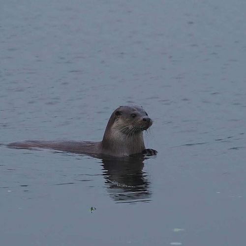 Deze otter is een ijsbreker | Zelf Geschoten
