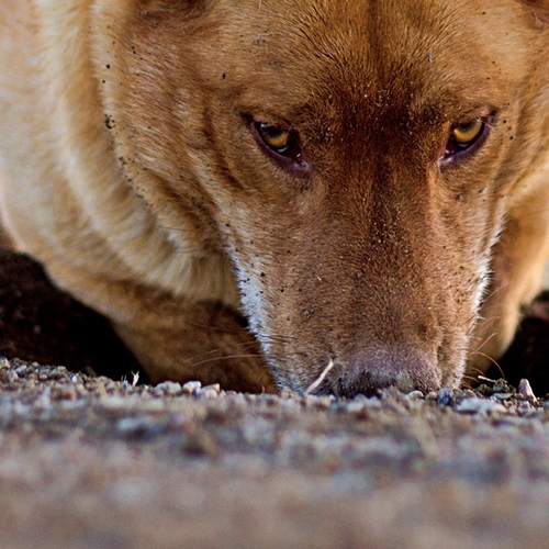 Afbeelding van Niet muskusrat maar honden graven Drentse dijken kapot