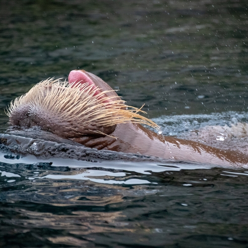 Walrus zwerft nog steeds in Waddenzee