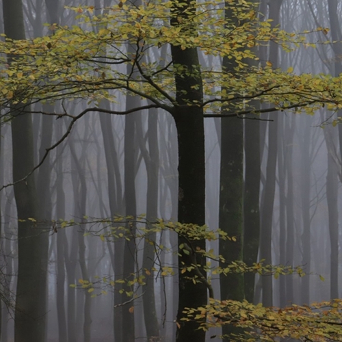 Afbeelding van Meer bos verdwijnt dan er aangeplant wordt in Nederland