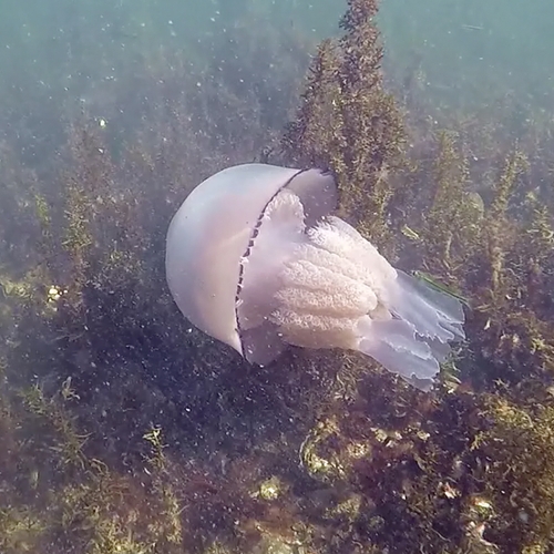 Zeepaddenstoel in het Grevelingenmeer  | Zelf geschoten