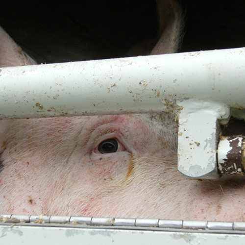 Extra schoonmaakbeurt voor veetransporten tegen Afrikaanse varkenspest