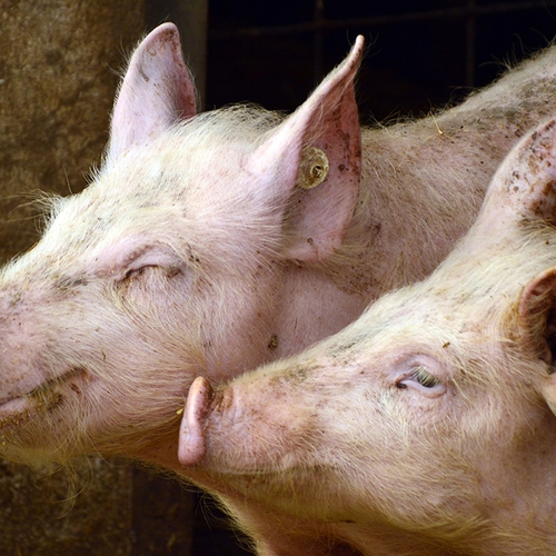 Afbeelding van Wakker Dier naar rechter voor betere stallucht varkens