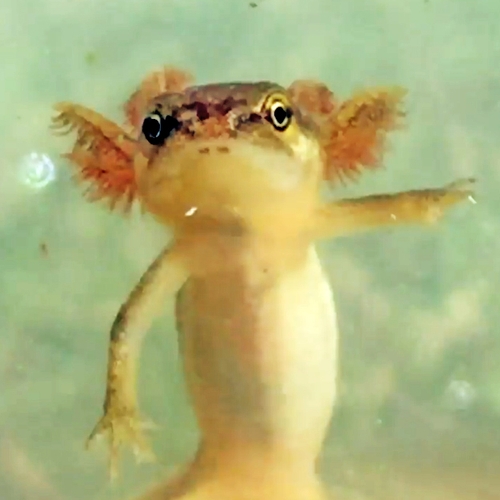 Neotene salamanders blijven jong