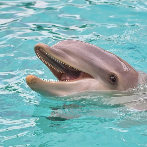 World Animal Protection eist handhaving op verhuizing dolfijnen naar China