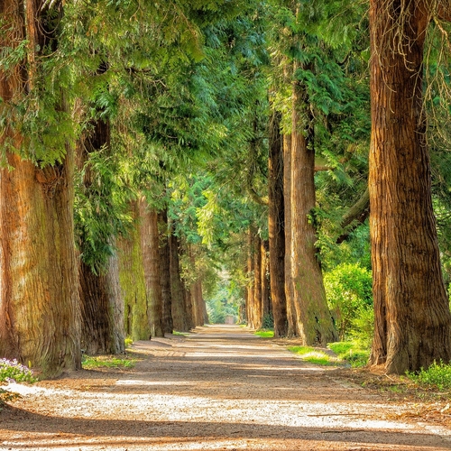 Bomen in Harderbos moeten wijken voor hoogspanningslijn