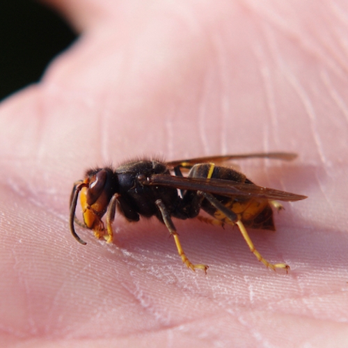 Afbeelding van Zendertje op Aziatische hoornaar leidt tot vinden nest