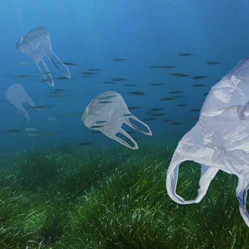Afbeelding van In 2050 meer dan vier keer zoveel plastic in oceaan volgens WWF