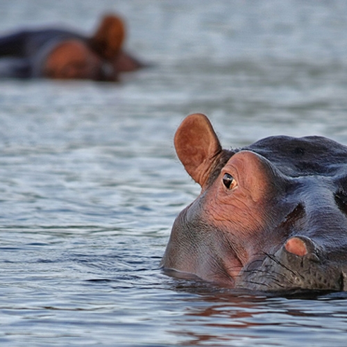 Colombia kampt met een groeiend aantal nijlpaarden