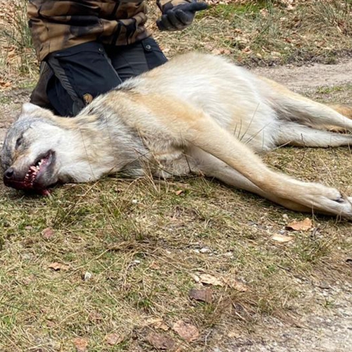 In maart doodgereden wolvin had longontsteking
