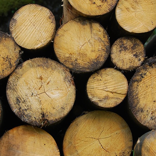 Buitenlandse natuurorganisaties vragen Nederland om import houtpellets te staken