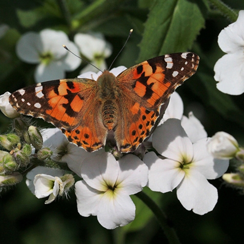 Afbeelding van De Vlinderstichting: Tel dit weekend de vlinders in je tuin!