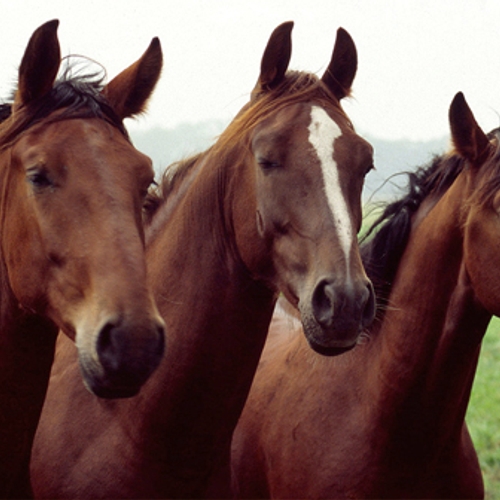 EU-burgerinitiatief tegen slachten van paarden om vlees of medicatie